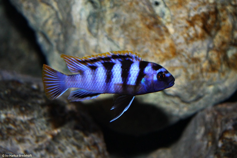 Labidochromis sp. "mbamba"